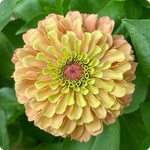 Load image into Gallery viewer, 25 Queen Lime Blush Zinnia Flower Seeds
