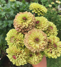 Load image into Gallery viewer, 25 Queen Lime Blush Zinnia Flower Seeds
