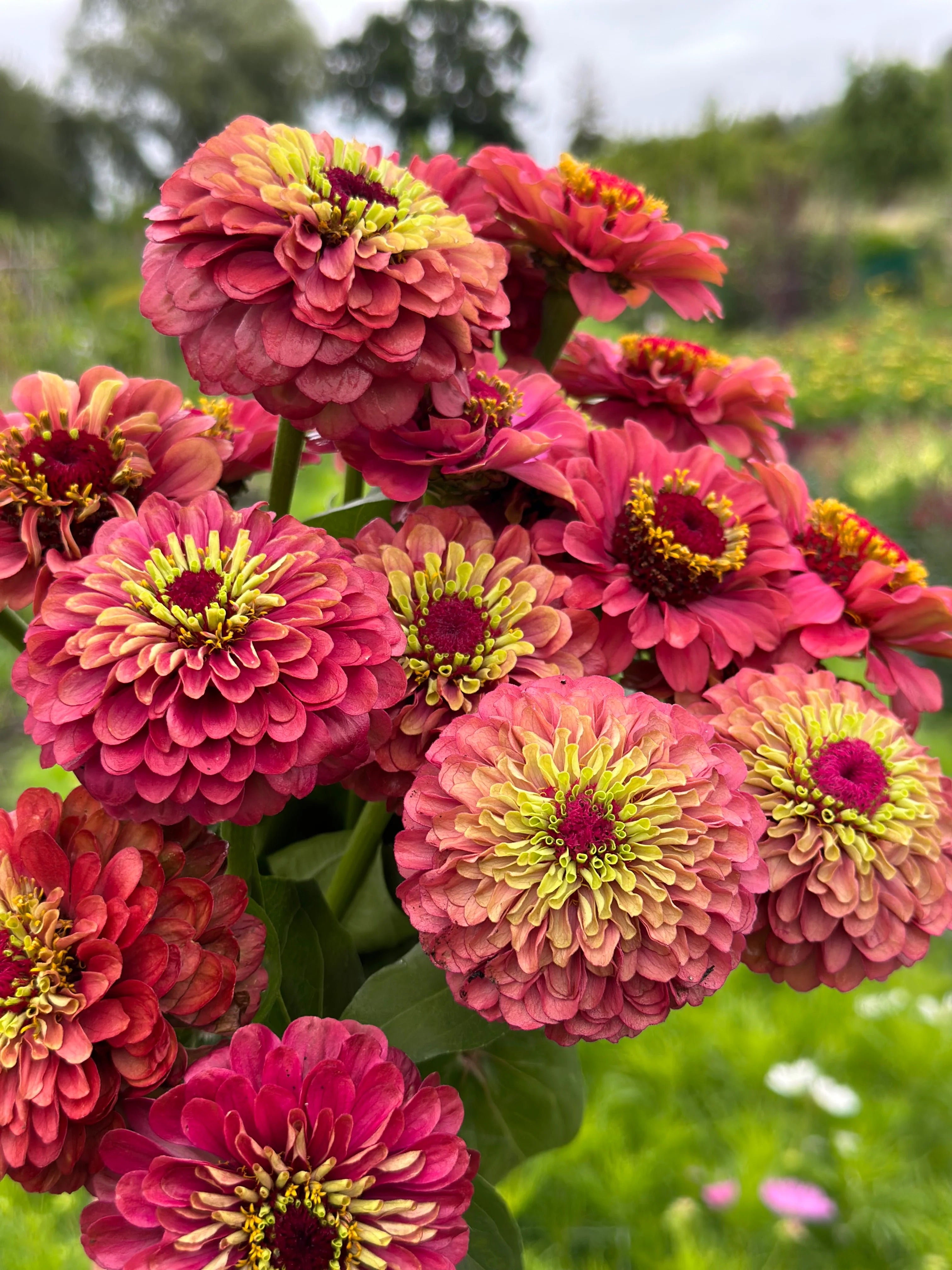 REiNA 25 Queen Lime Red Zinnia Flower Seeds – New Hill Farms