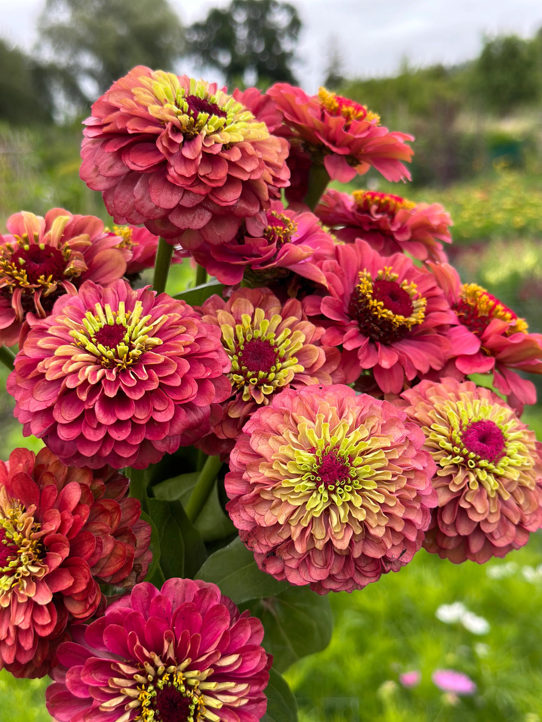 25 Queen Lime Red Zinnia Flower Seeds
