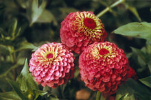 Load image into Gallery viewer, 25 Queen Lime Red Zinnia Flower Seeds
