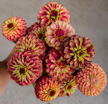 Load image into Gallery viewer, 25 Queen Lime Red Zinnia Flower Seeds
