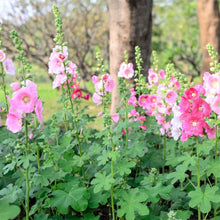 Load image into Gallery viewer, 10 &quot;Radiant Rose&quot; Perennial Hollyhock Flower Seeds
