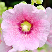 Load image into Gallery viewer, 10 &quot;Radiant Rose&quot; Perennial Hollyhock Flower Seeds
