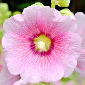 10 "Radiant Rose" Perennial Hollyhock Flower Seeds
