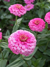 Load image into Gallery viewer, 50 Giant Raspberry Rose Zinnia Flower Seeds
