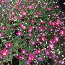 Load image into Gallery viewer, 500 Mixed Color Annual Babys Breath Flower Seeds
