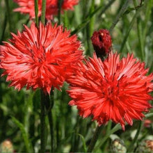 Load image into Gallery viewer, 200 Deluxe Mix Bachelor Button Cornflower Seeds

