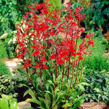 Load image into Gallery viewer, 100 Red Cardinal Flower Seeds
