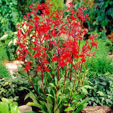 100 Red Cardinal Flower Seeds