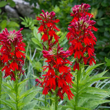 Load image into Gallery viewer, 100 Red Cardinal Flower Seeds
