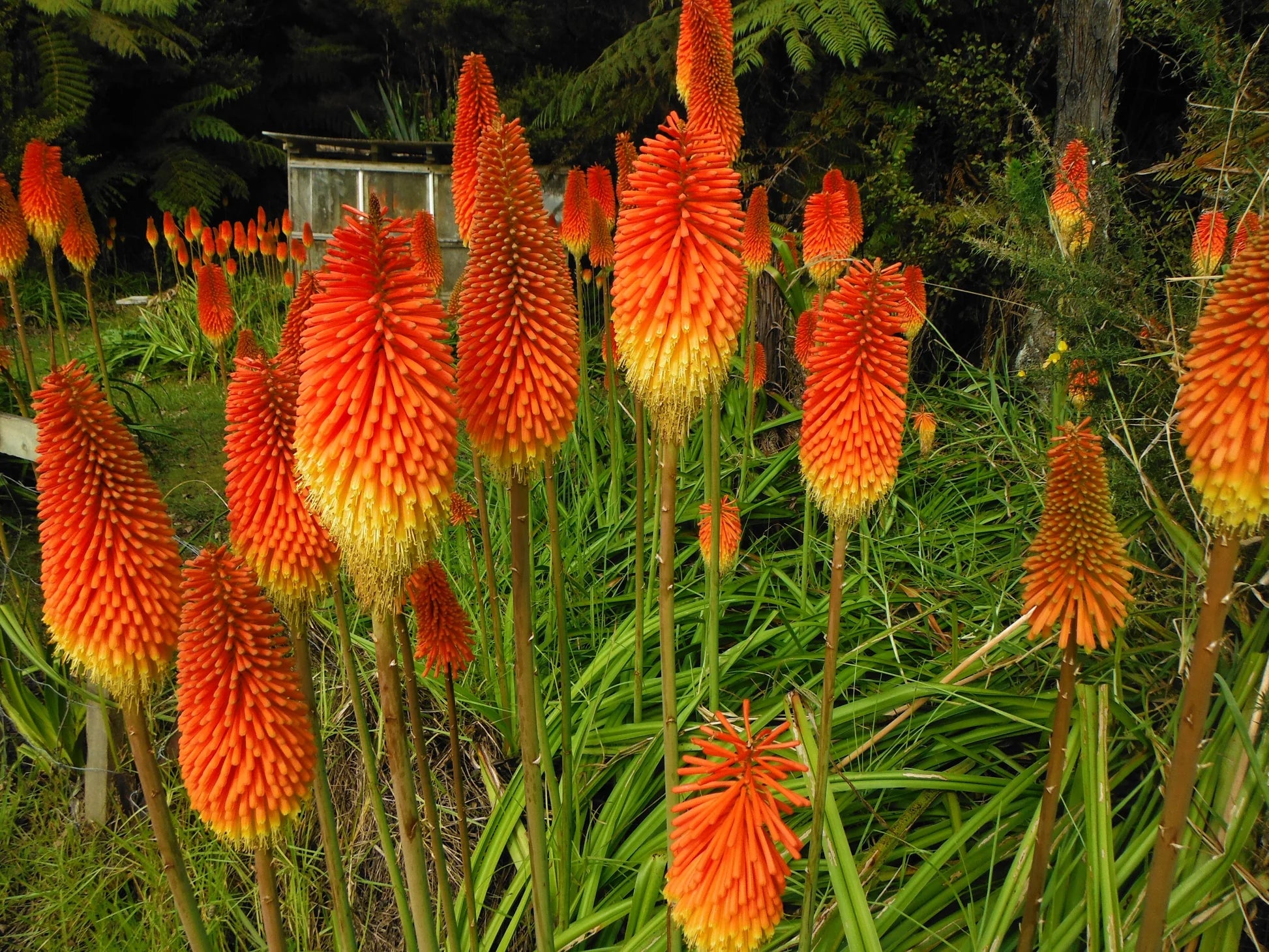 red hot poker plant seeds 50 Red Hot Poker Shrub Seeds – New Hill Farms