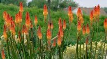 Load image into Gallery viewer, 50 Red Hot Poker Shrub Seeds

