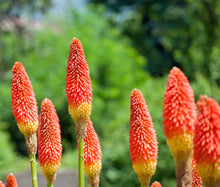 Load image into Gallery viewer, 50 Red Hot Poker Shrub Seeds

