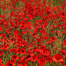 Load image into Gallery viewer, 3000+ Shirley Red Poppy Flower Seeds
