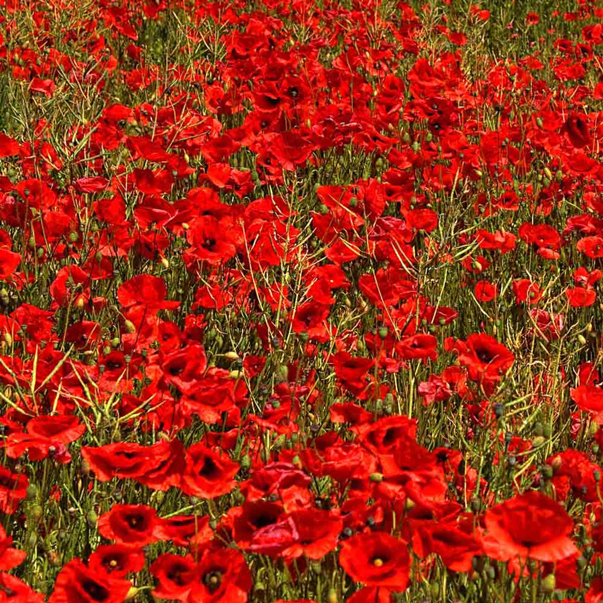 3000+ Shirley Red Poppy Flower Seeds – New Hill Farms