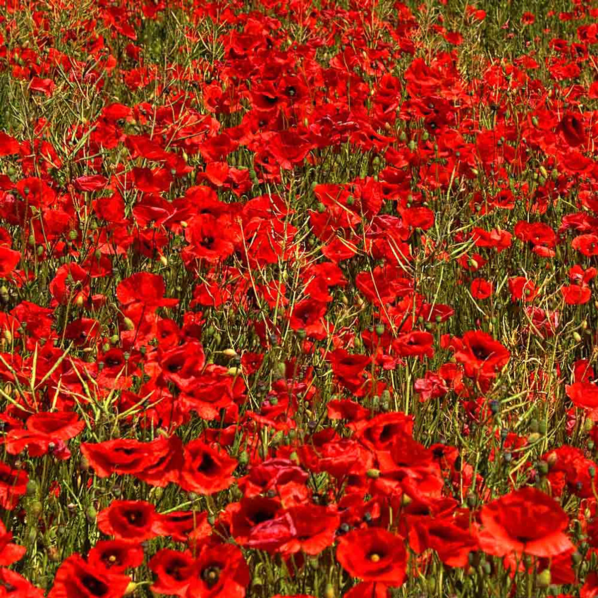 3000 Shirley Red Poppy Flower Seeds New Hill Farms 3000 shirley red poppy flower seeds new hill farms