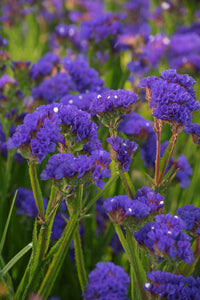 50 Regal Purple Mix Statice Flower Seeds