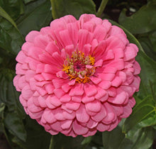 Load image into Gallery viewer, 100 Giant Strawberry Swirl Zinnia Flower Seeds
