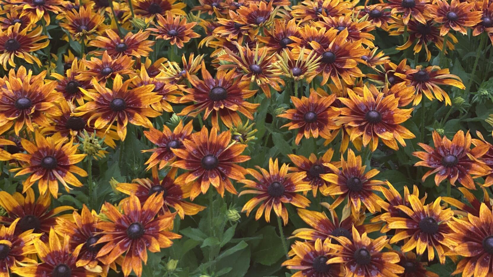 forest flower seeds 100 Autumn Forest Rudbeckia Flower Seeds