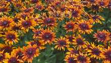 Load image into Gallery viewer, 100 &quot;Autumn Forest&quot; Rudbeckia Flower Seeds
