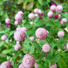 Load image into Gallery viewer, 50 Salmon Pastel Globe Amaranth Flower Seeds
