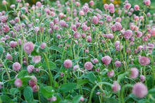 Load image into Gallery viewer, 50 Salmon Pastel Globe Amaranth Flower Seeds
