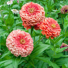 Load image into Gallery viewer, 25 Giant Salmon Rose Zinnia Flower Seeds
