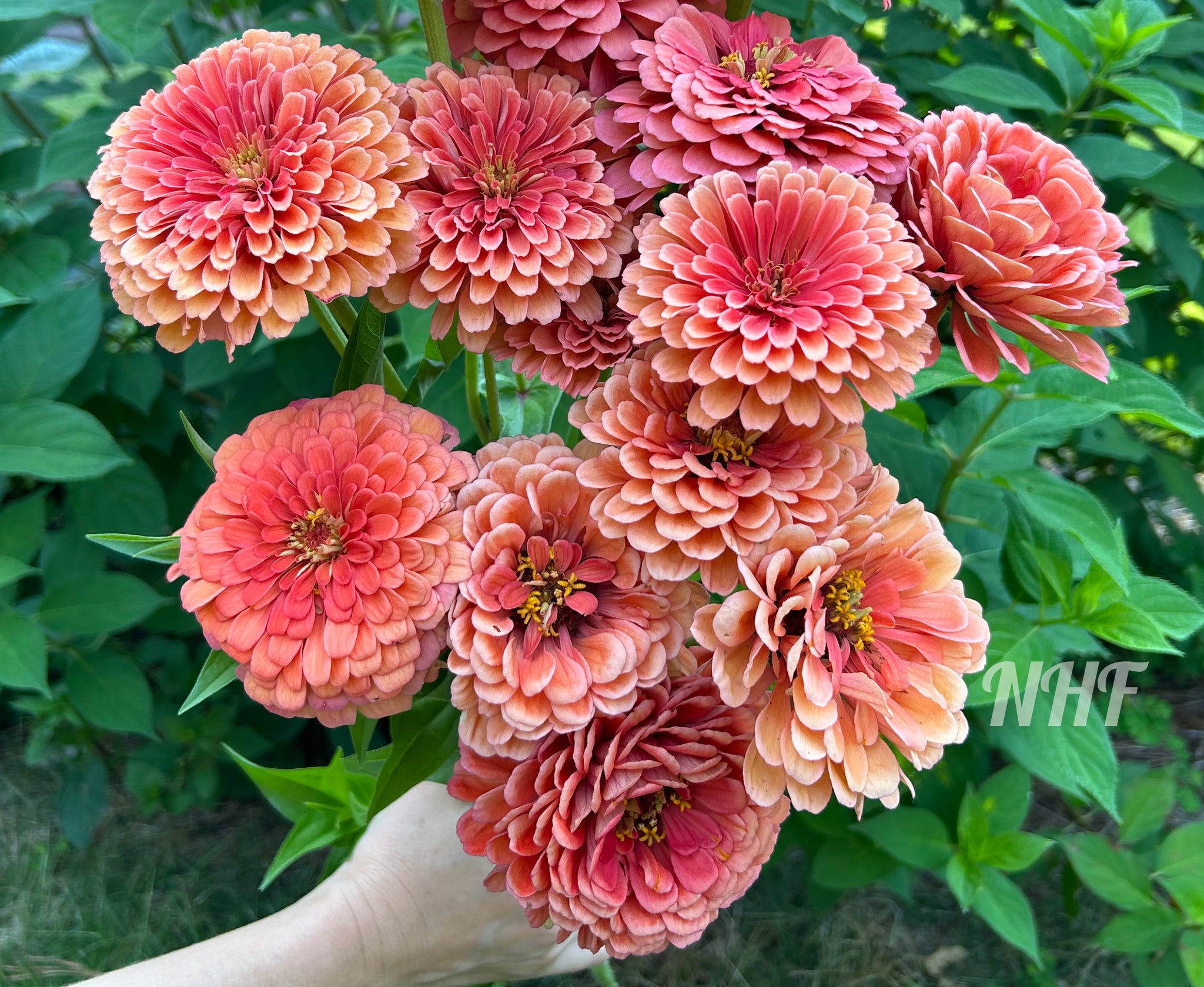 giant zinnia flower seeds 25 Giant Salmon Rose Zinnia Flower Seeds