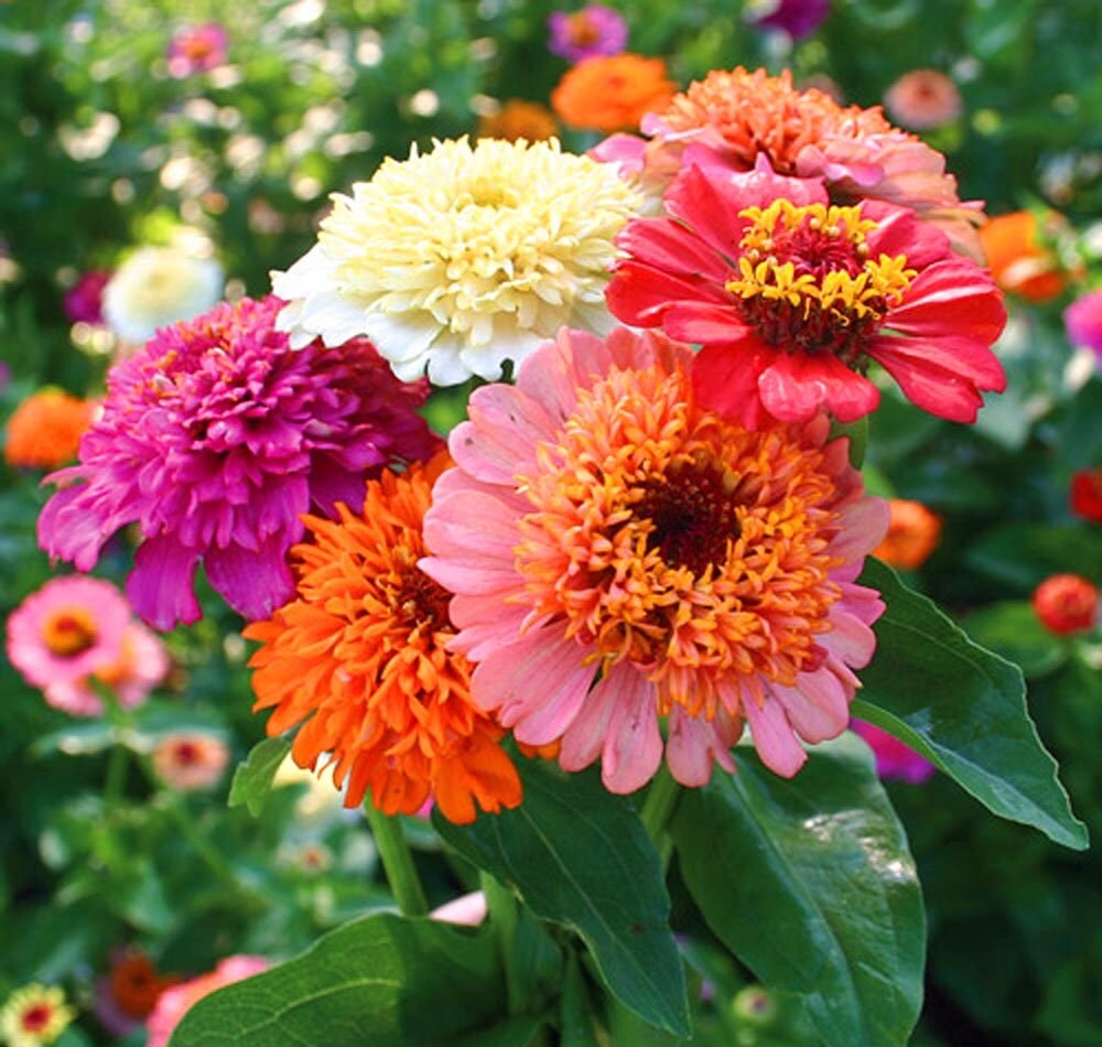 50 Cresto Mix Scabiosa Crested Zinnia Flower Seeds