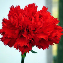 Load image into Gallery viewer, 100 Scarlet Red French Carnation Flower Seeds
