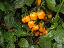 Load image into Gallery viewer, 10 Organic Scotch Bonnet Hot Pepper Vegetable Seeds
