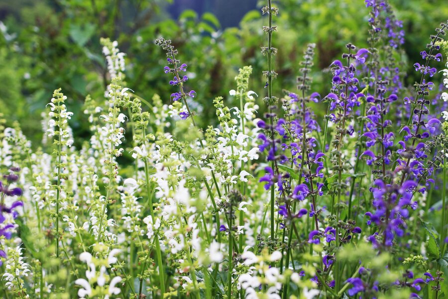100 Seascape Mix Perennial Sage Salvia Flower Seeds – New Hill Farms