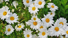 Load image into Gallery viewer, 1000+ Dwarf Shasta Daisy Flower Seeds

