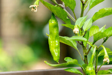 Load image into Gallery viewer, 20 Organic Shishito Pepper Vegetable Seeds
