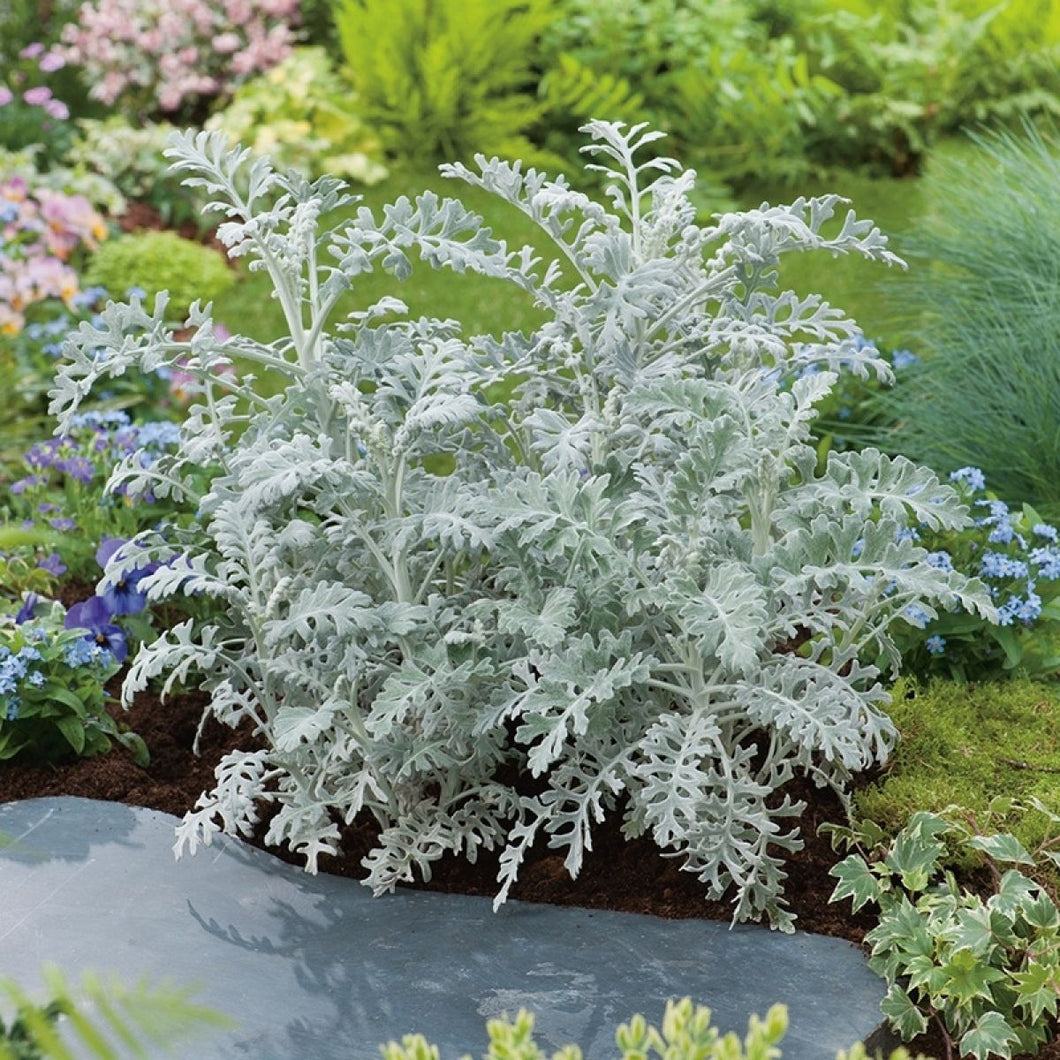 dusty miller plant seeds 200 Dusty Miller Maritima Flower Seeds