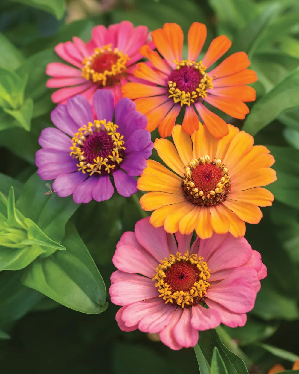 zinniApple　 PINK Stunner -- GIANT Double Pink Zinnia Flowers -- Seeds