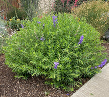 Load image into Gallery viewer, 10 Purple Skull Cap Herb Seeds
