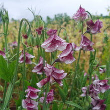 Load image into Gallery viewer, 20 Spencer Ripple Formula Mix Sweet Pea Flower Seeds
