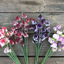 Load image into Gallery viewer, 20 Spencer Ripple Formula Mix Sweet Pea Flower Seeds
