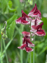 Load image into Gallery viewer, 20 Spencer Ripple Formula Mix Sweet Pea Flower Seeds
