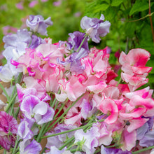 Load image into Gallery viewer, 20 Spencer Ripple Formula Mix Sweet Pea Flower Seeds
