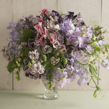 Load image into Gallery viewer, 20 Spencer Ripple Formula Mix Sweet Pea Flower Seeds
