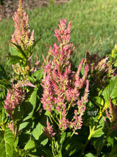 Load image into Gallery viewer, 50 Texas Plume Spun Sugar Celosia Flower Seeds
