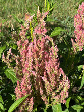 Load image into Gallery viewer, 50 Texas Plume Spun Sugar Celosia Flower Seeds
