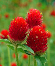 Load image into Gallery viewer, 50 Strawberry Fields Globe Amaranth Flower Seeds

