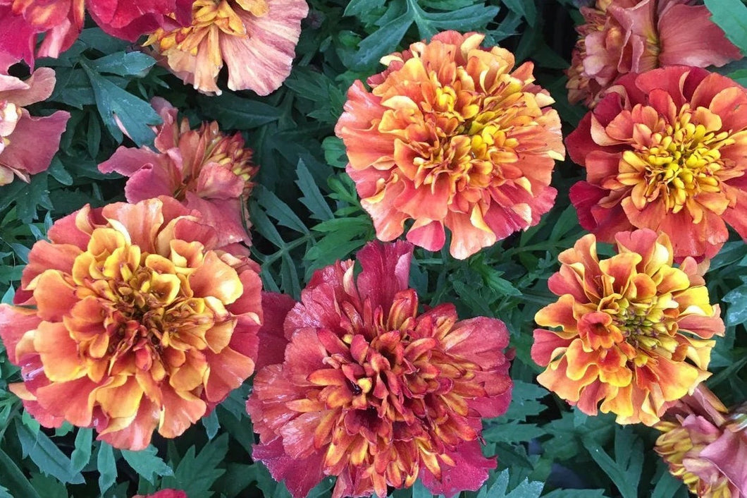 marigold strawberry blonde seeds 25 Strawberry Blonde Dwarf Marigold Flower Seeds