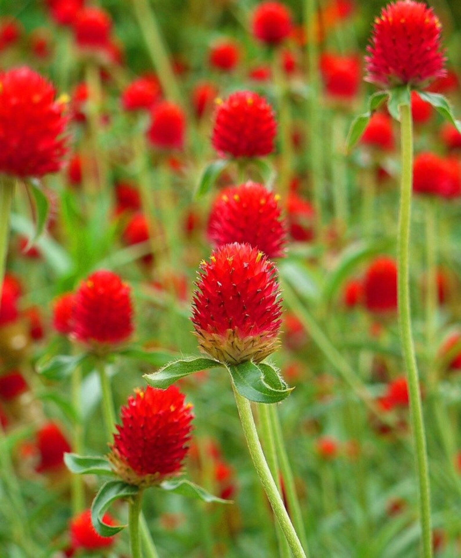 strawberry fields seeds 50 Strawberry Fields Globe Amaranth Flower Seeds