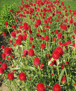 50 Strawberry Fields Globe Amaranth Flower Seeds