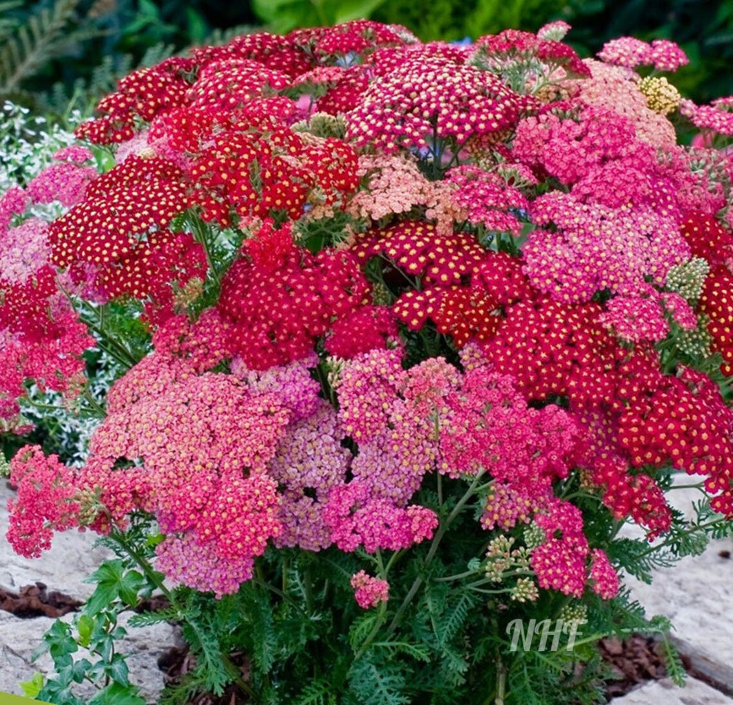 yarrow from seed to flower 50 "Summer Berries" Dark Mix Yarrow Flower Seeds – New Hill Farms